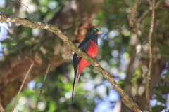 Apaloderma narina narina