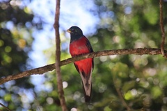 Apaloderma narina narina