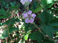 Rubus leucostachys