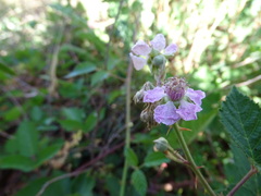 Rubus leucostachys