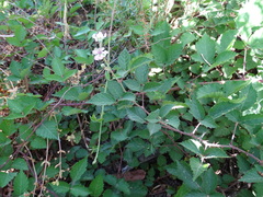 Rubus leucostachys