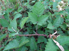 Rubus leucostachys