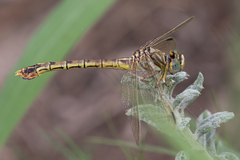 Crenigomphus hartmanni
