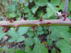 Rubus leucostachys