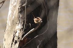 Thryothorus ludovicianus