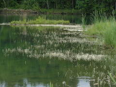 Ranunculus circinatus