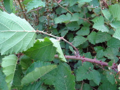 Rubus leucostachys