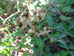 Rubus leucostachys