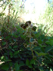 Rubus leucostachys