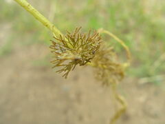 Ranunculus circinatus