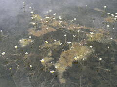 Ranunculus circinatus