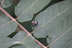 Poecilocoris lewisi