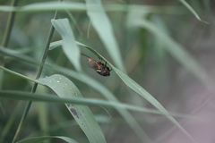 Cryptotympana atrata