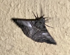 Hypobapta diffundens