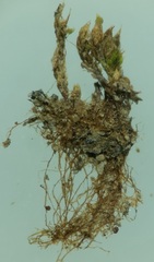 Bryaceae
