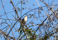 Mimus polyglottos