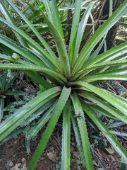 Bromelia pinguin