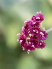 Boerhavia coccinea