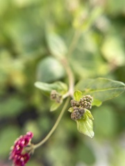 Boerhavia coccinea