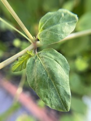 Boerhavia coccinea