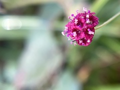 Boerhavia coccinea