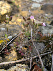 Cerastium ramosissimum