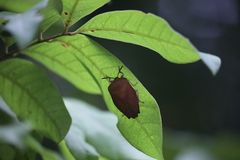 Tessaratoma papillosa