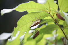 Tessaratoma papillosa