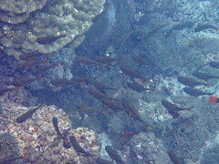 Pempheris vanicolensis