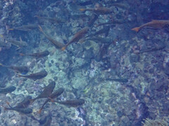 Pempheris vanicolensis