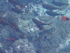 Amphiprion ephippium