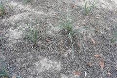 Bryaceae