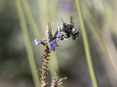Anthophora alluaudi