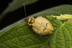 Chauliognathus spinipennis
