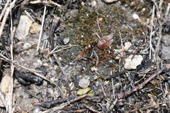 Bryaceae