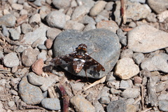 Exoprosopa caliptera