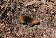 Erebia epiphron