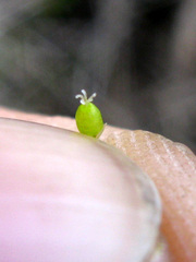Cerastium ramosissimum
