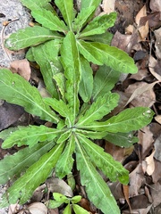 Erigeron sumatrensis