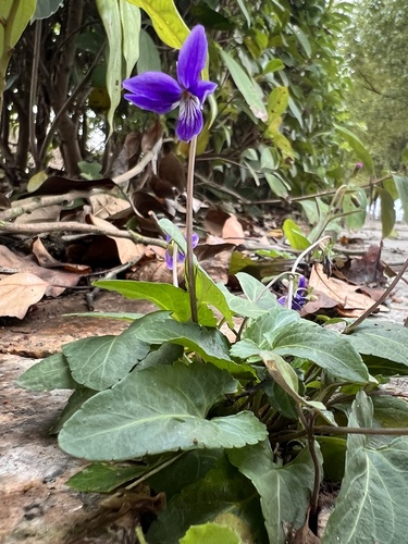 Viola yedoensis iNat (3)