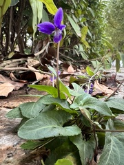 Viola philippica