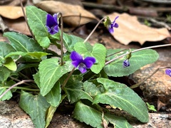 Viola philippica