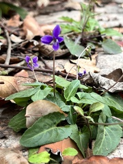 Viola philippica