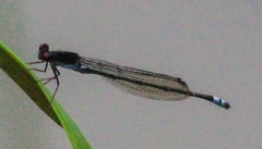 Pseudagrion hamoni
