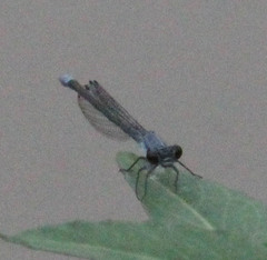 Pseudagrion salisburyense