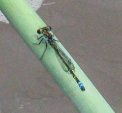 Pseudagrion sublacteum