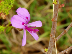 Pelargonium crispum