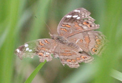 Junonia natalica