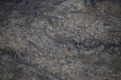Mugilidae