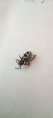 Astylus atromaculatus